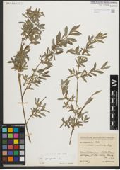 Foto von Salix purpurea L.